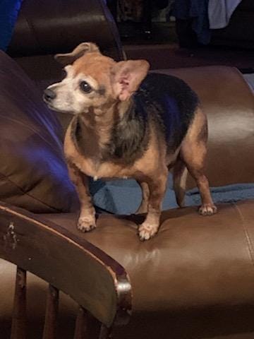 The Spirit Behind TulipsTees